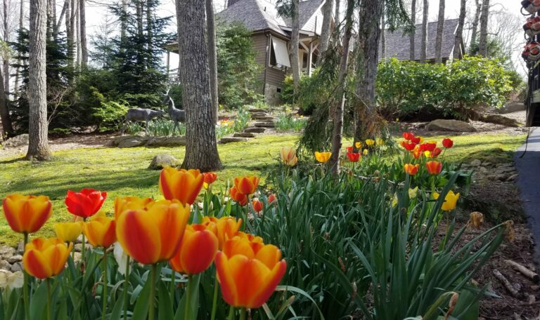 A.-Ibarra-Softscapes-Tulips-scaled