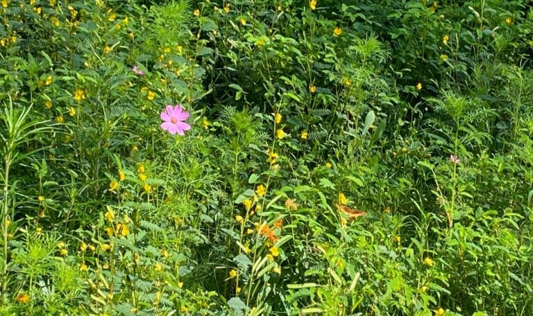 Pollinator garden